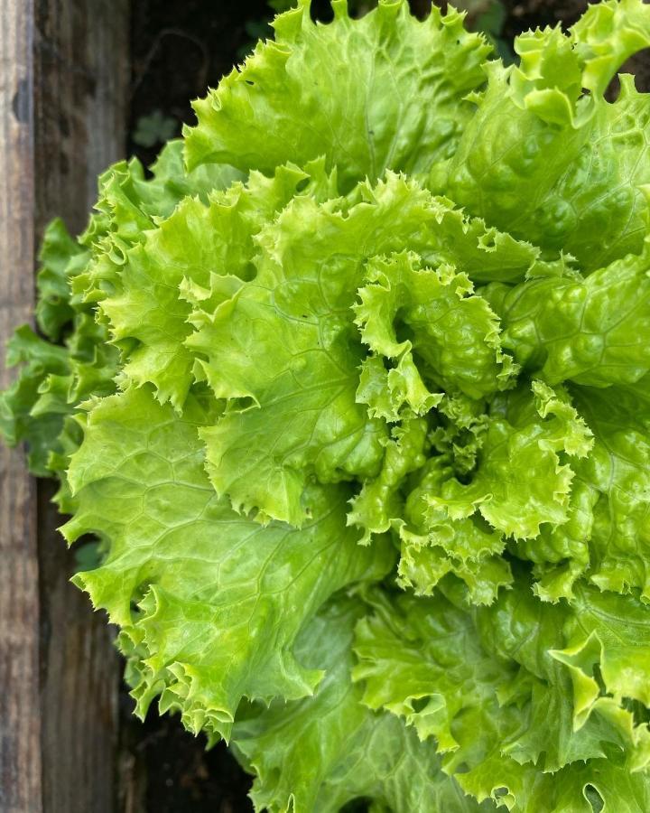 Agriturismo Pepe Rosa Rivoli Veronese Экстерьер фото